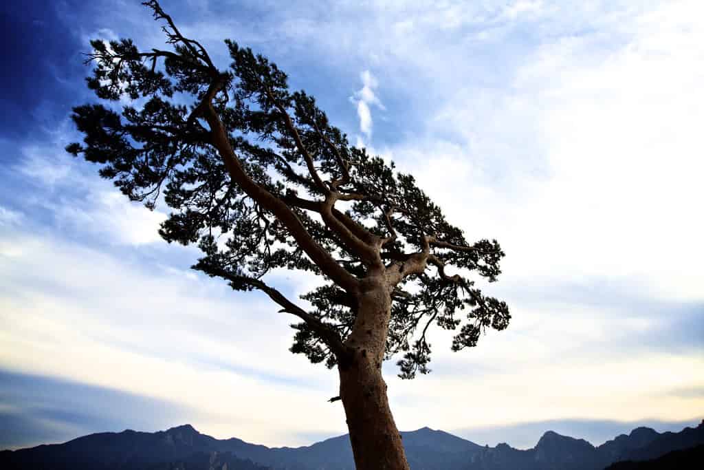 Tree symbolizing resilience